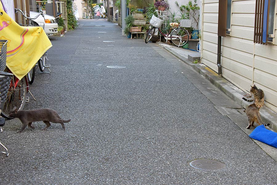 街のねこたち