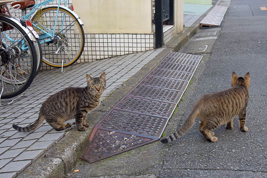 街のねこたち