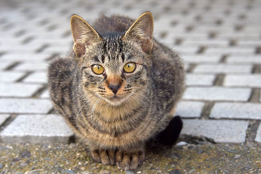 街のねこたち