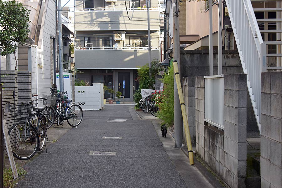 街のねこたち