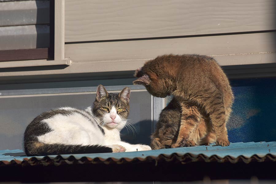 街のねこたち