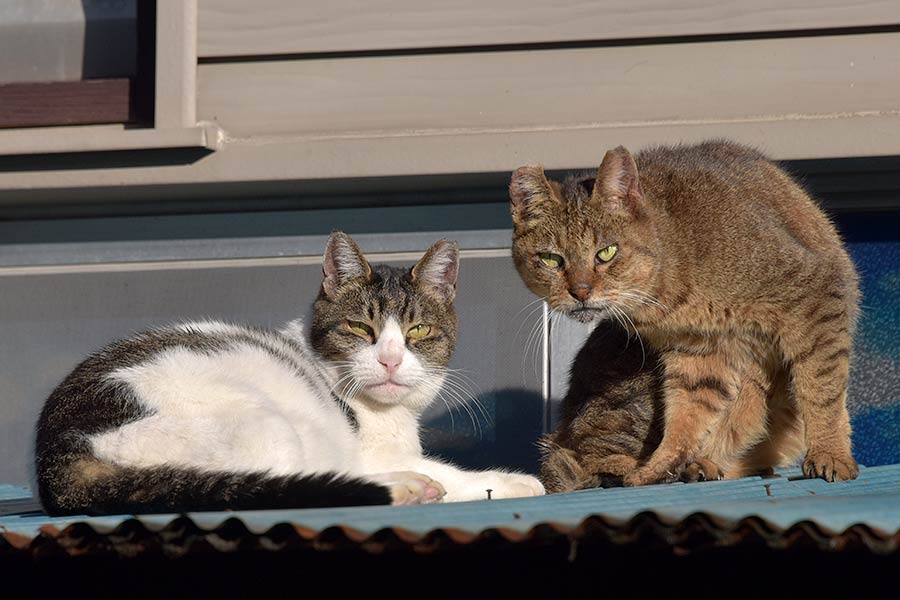 街のねこたち