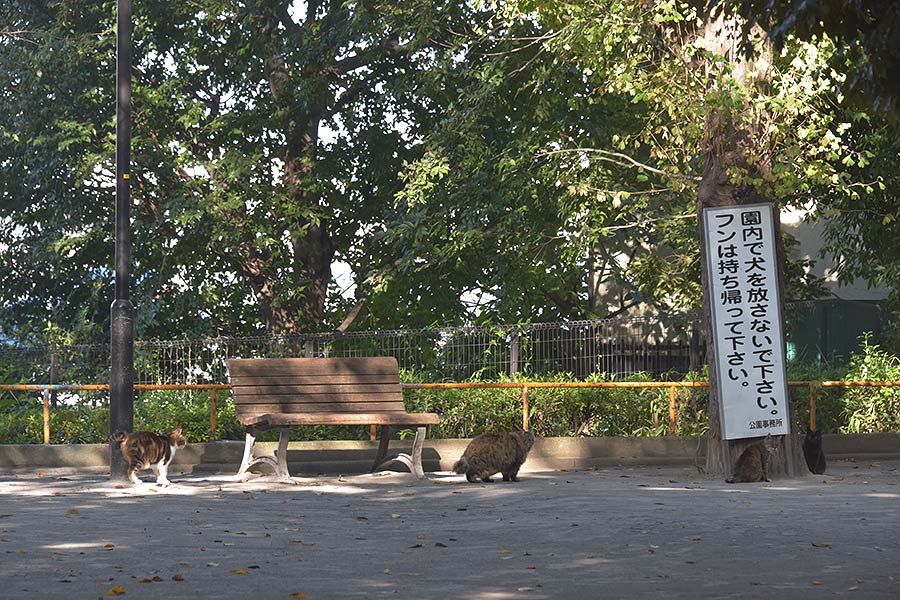 街のねこたち