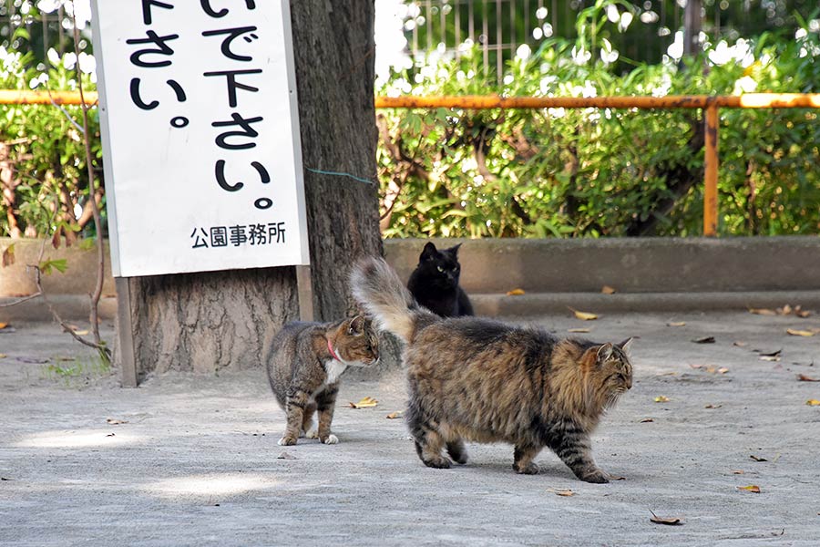 街のねこたち