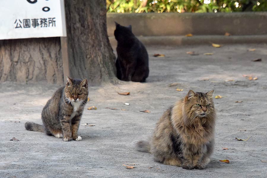 街のねこたち