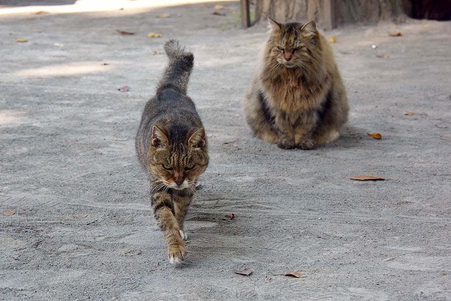 街のねこたち
