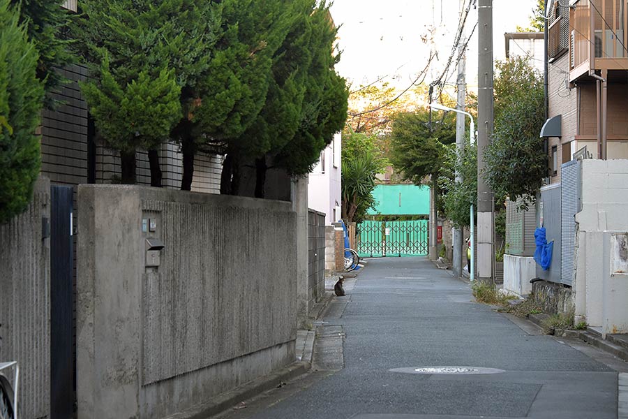 街のねこたち