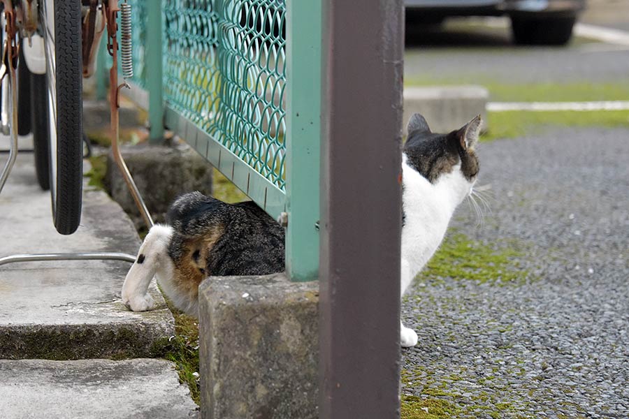 街のねこたち