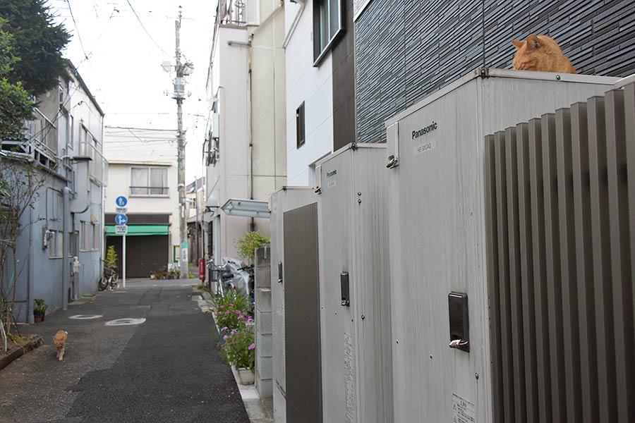 街のねこたち
