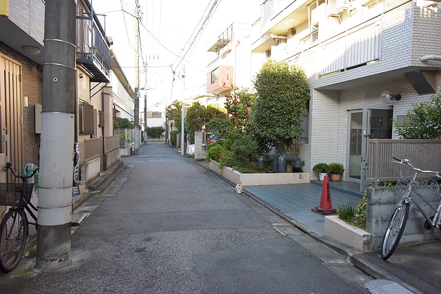 街のねこたち