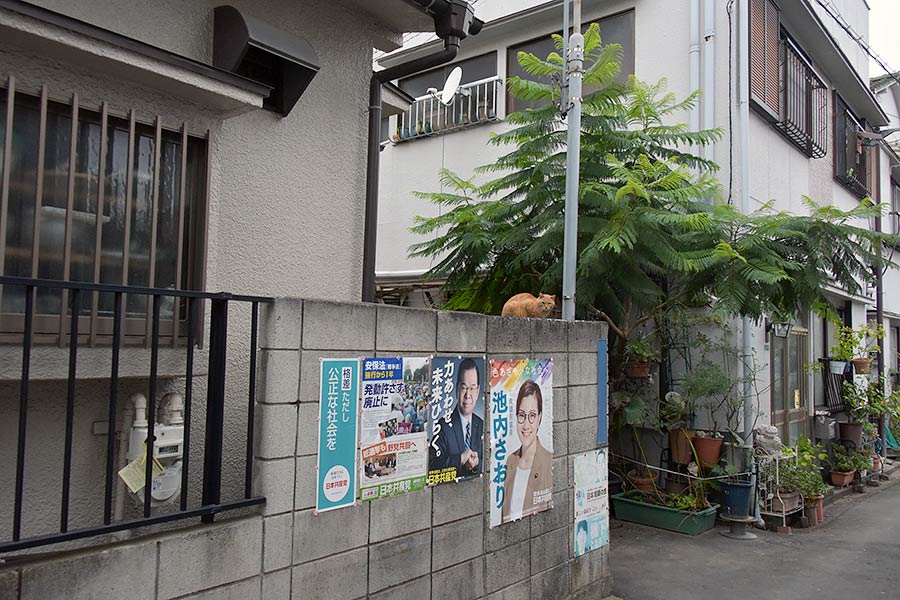 街のねこたち