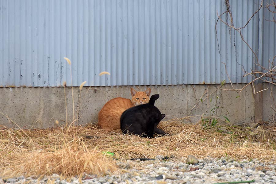 街のねこたち