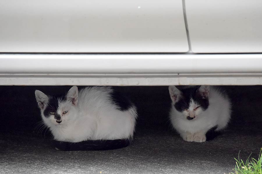 街のねこたち