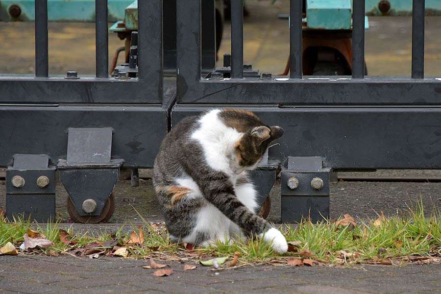 街のねこたち