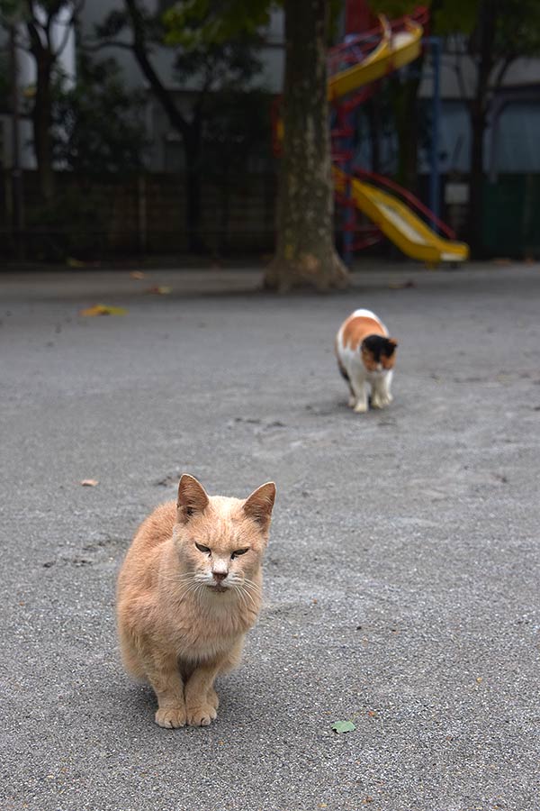 街のねこたち