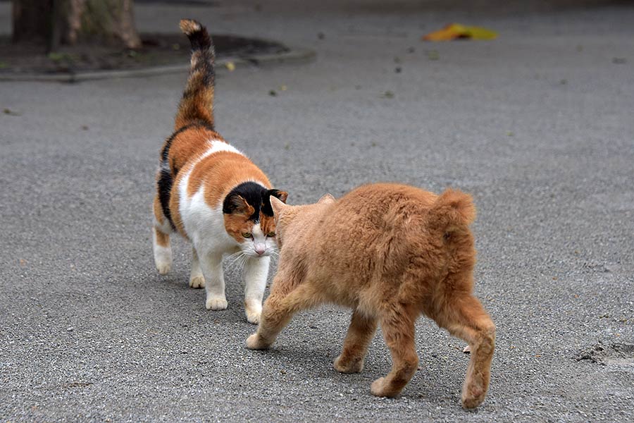 街のねこたち