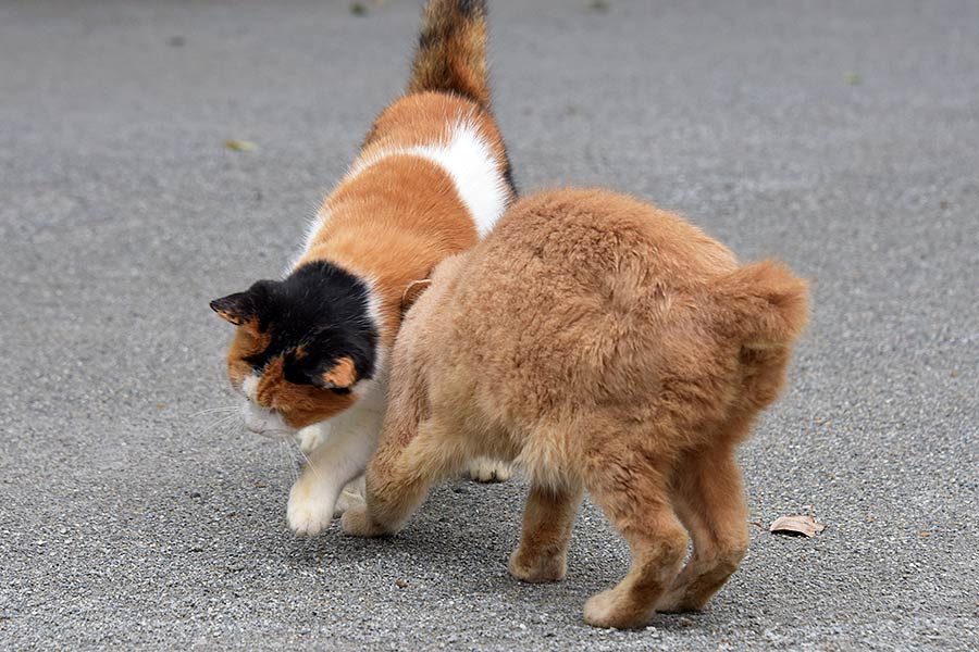 街のねこたち