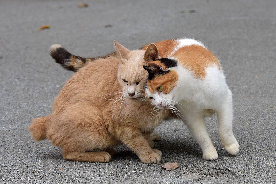 街のねこたち