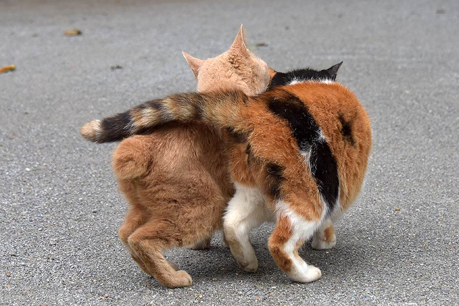 街のねこたち