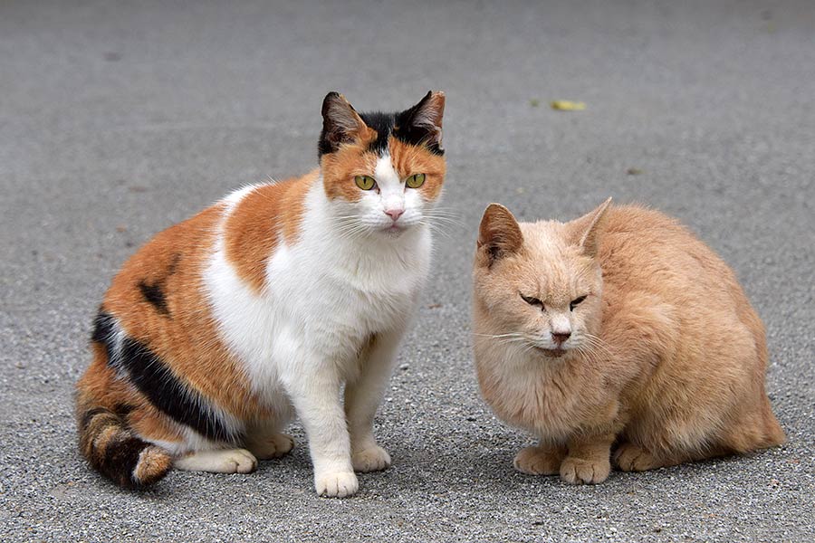街のねこたち