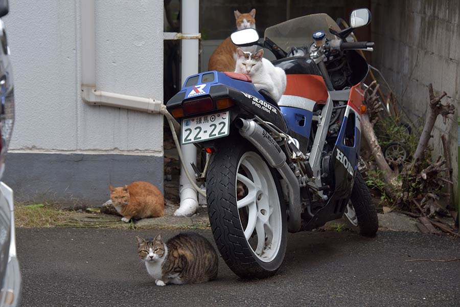 街のねこたち
