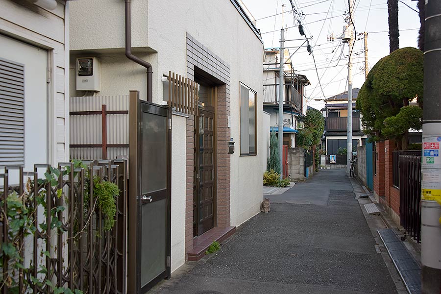 街のねこたち