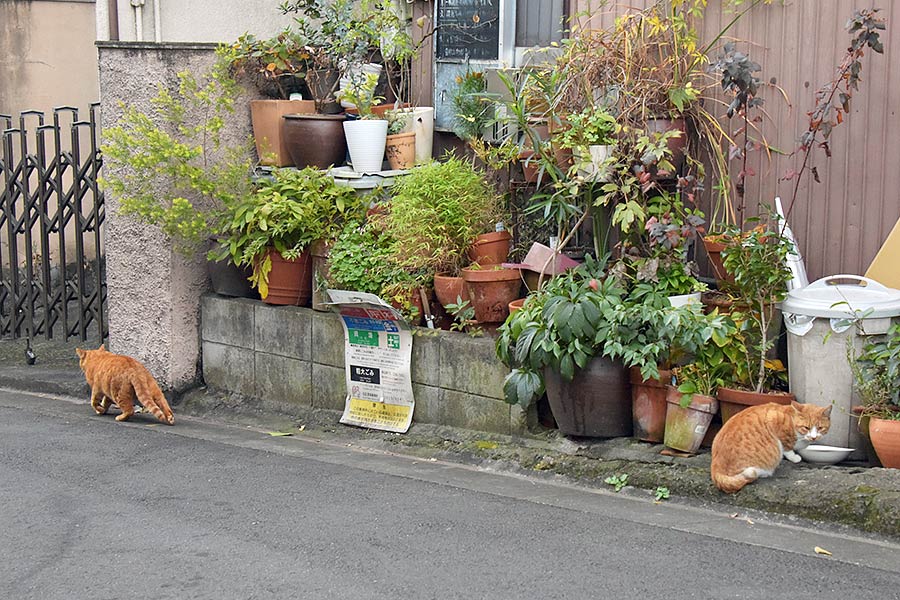 街のねこたち