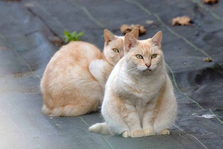 街のねこたち