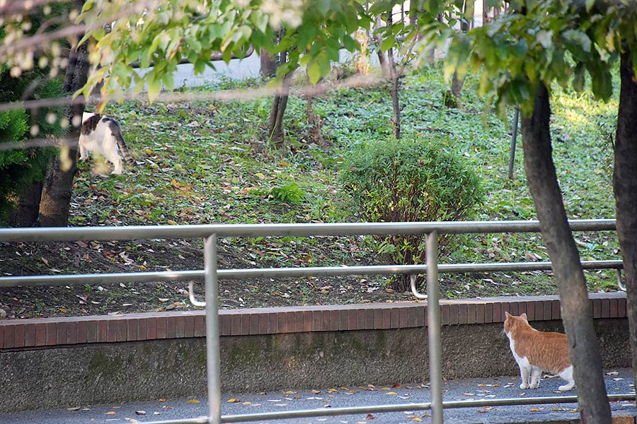 街のねこたち