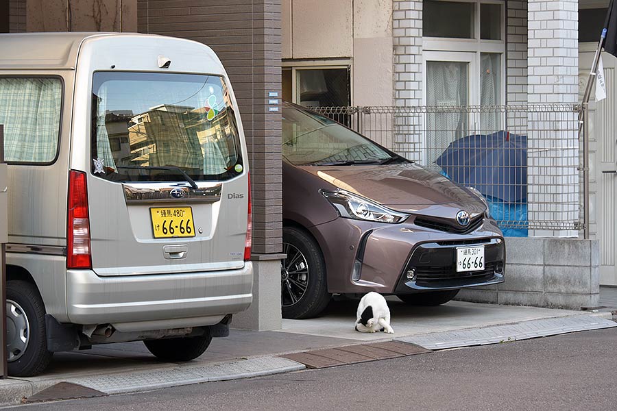 街のねこたち