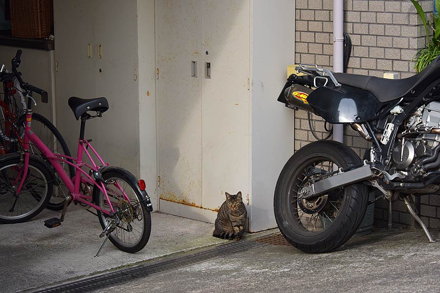 街のねこたち