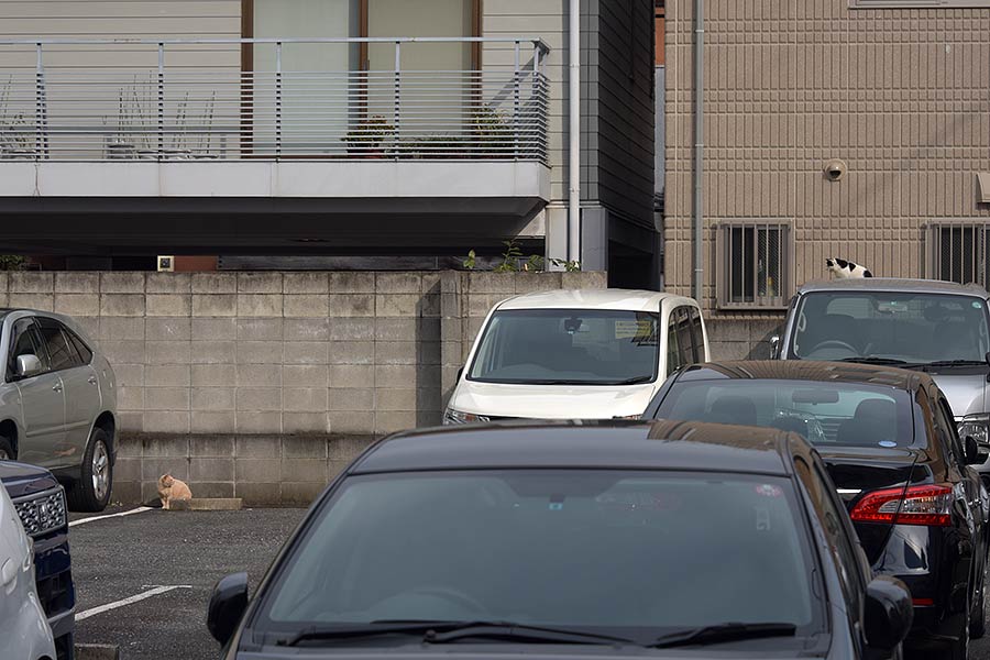 街のねこたち