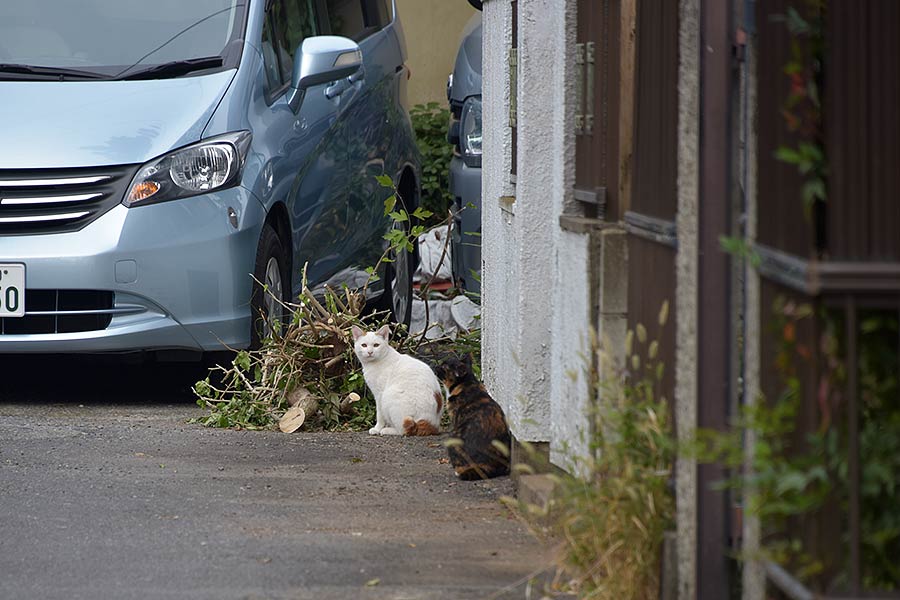 街のねこたち
