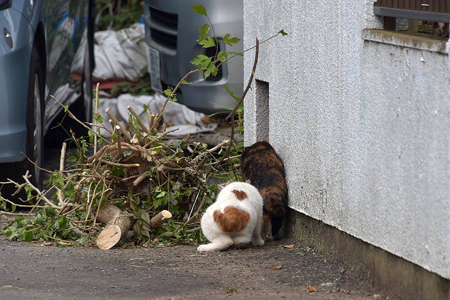 街のねこたち