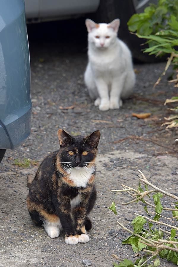 街のねこたち