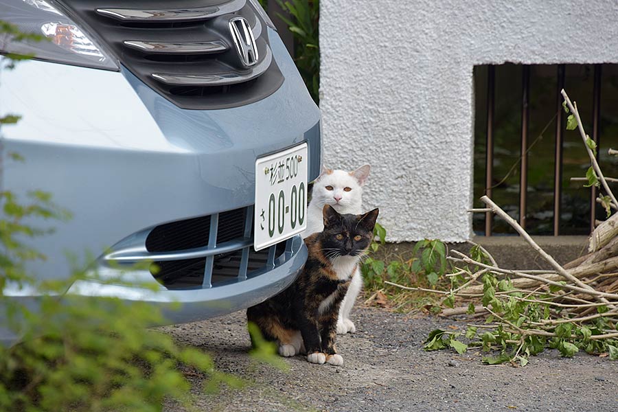 街のねこたち
