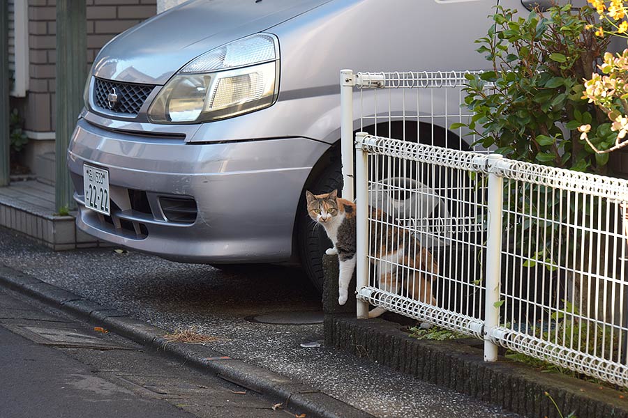 街のねこたち