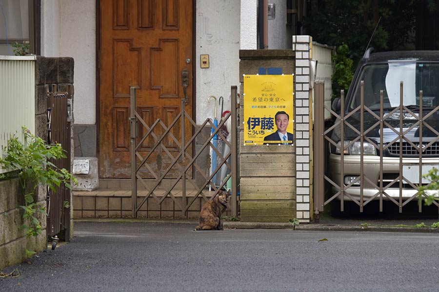 街のねこたち