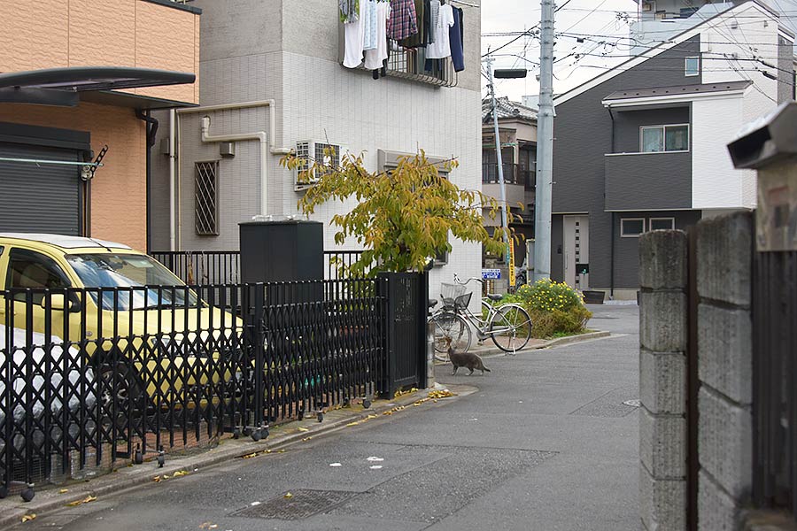街のねこたち