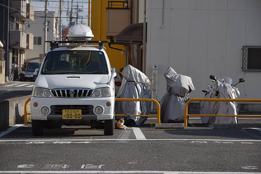 街のねこたち