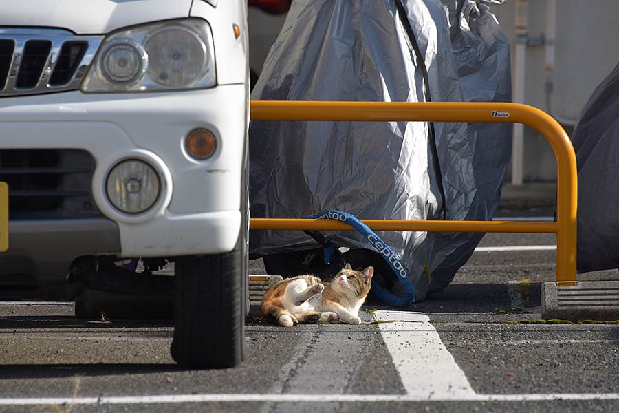 街のねこたち