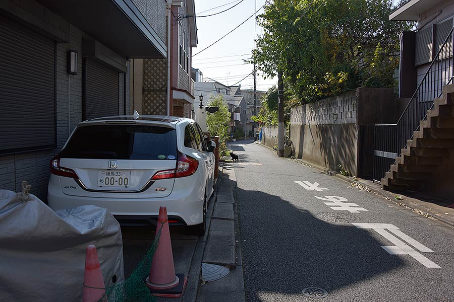 街のねこたち