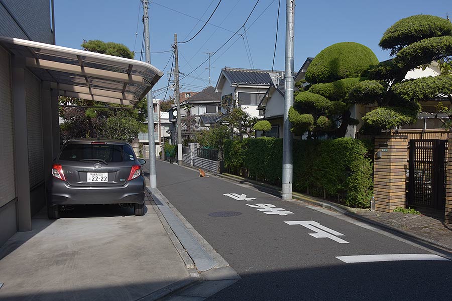 街のねこたち
