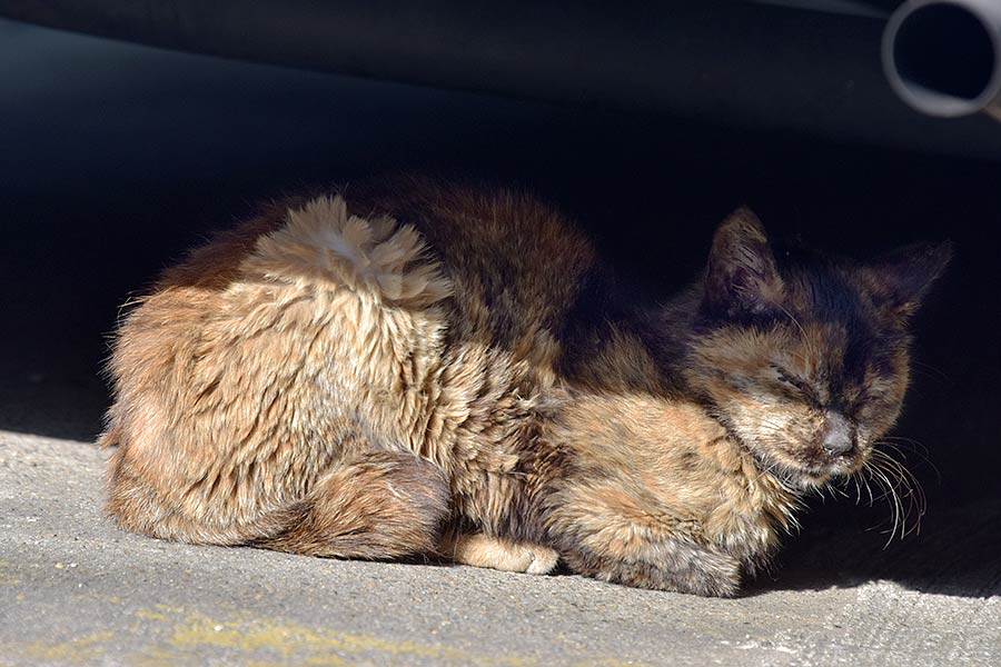 街のねこたち