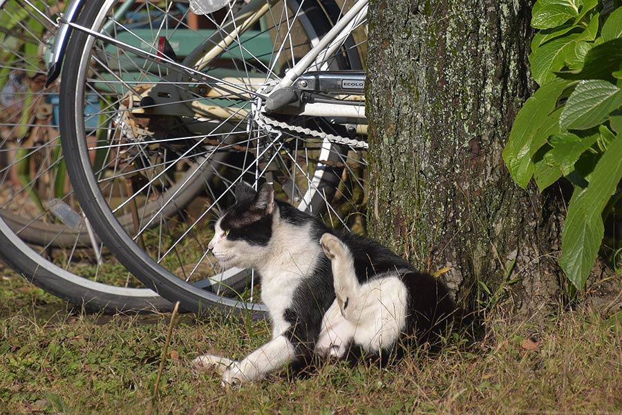 街のねこたち