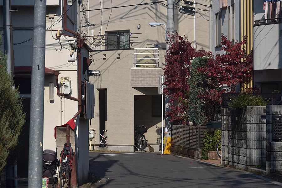 街のねこたち