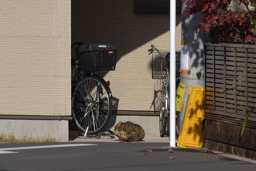 街のねこたち