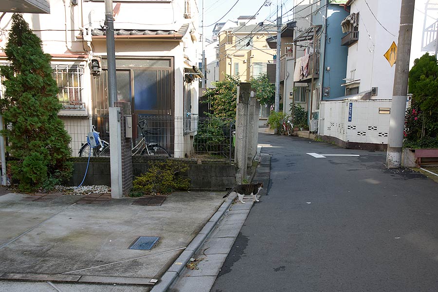街のねこたち