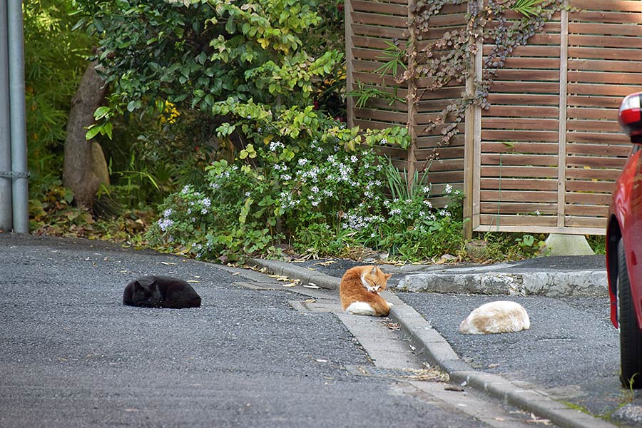 街のねこたち