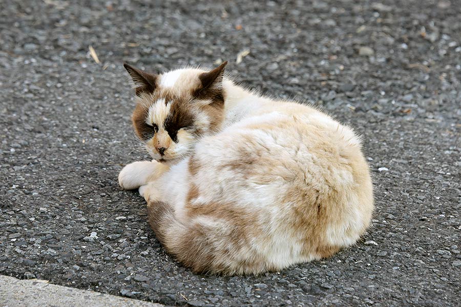 街のねこたち